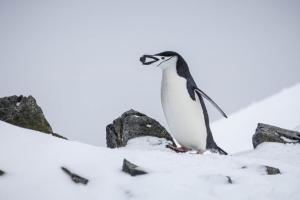 Pažintis su Antarktida 03